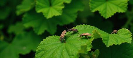 Bugs sitting on lush greenery detailed insects and plant life photo