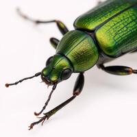 Isolated green June Beetle bug with intricate details against a plain backdrop photo