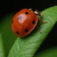 Ladybug with black spots on leaf Stock Image photo