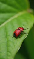 A striking image featuring a bright red lily beetle perched upon a leaf photo