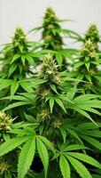 Image portrays marijuana cannabis Stevia and hemp plants with connotations associated with drugs like dope pot or grass photo