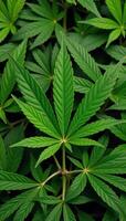 Marijuanathemed seamless pattern with a focus on intricate cannabis leaves design photo