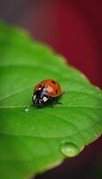 Ladybug resting on green leaf photo
