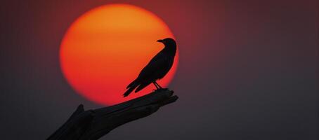 Black bird on redlit tree branch photo
