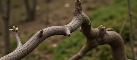 Twisted tree branch bearing buds amidst a blurry backdrop photo