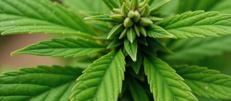 Image portrays a cannabis plant with green leaves Photorealistic Detail photo