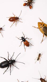 Highmagnification image showcases various bugs against a pure white background with intricate details of their tiny features photo