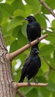 A pair of birds with one leaning on an extended branch photo