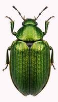 Isolated green June Beetle bug with intricate details against a plain backdrop photo