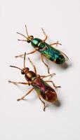 A vibrant swarm of insects collected on a pristine background photo