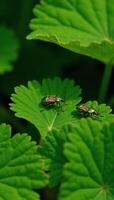 Bugs sitting on lush greenery detailed insects and plant life photo