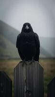 A hauntingly beautiful black raven perches eerily on an old wooden fence photo