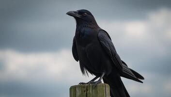 Image of a solitary crow perched on a power line against a backdrop of an industrial cityscape at sunset photo