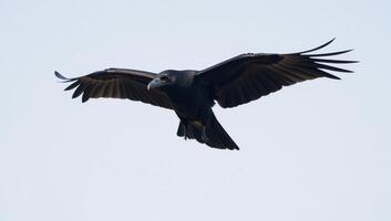 Flying black raven with regal grace photo