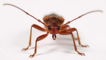 A photographic depiction of a kissing bug with an emphasis on intricate details of its body structure photo