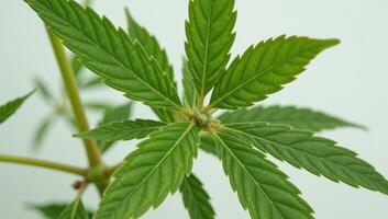 Triple cannabishemp leaves arrangement 3leaf structure photo