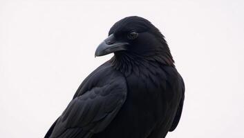 A raven blackbird stands on a stark white background photo