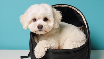 A Bichon Frise dog cozily lounges in a pet carrier against a bluewall backdrop photo