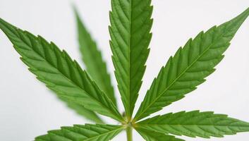 Backdrop features intricate cannabis leaves photo