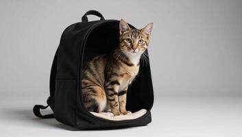 Cat depicted regally seated within a backpack carrier photo