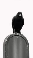 Creepy crow sitting atop a grave marker against a plain white backdrop photo