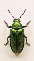 Closeup illustration depicts a green June beetle against a plain backdrop photo