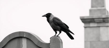 Creepy crow sitting atop a grave marker against a plain white backdrop photo
