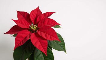 A festive illustration of a detailed AIgenerated Poinsettia with red stars as the symbol of upcoming Winter Holidays and New Year photo