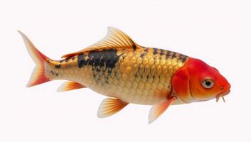Colorful koi fish presented against a white background photo