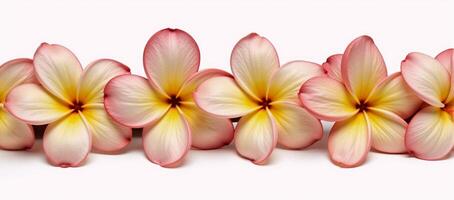 Frangipani flower lei against an isolated background cutout Hawaiian Garland photo
