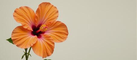 an orangecolored hibiscus flower against a blank background photo