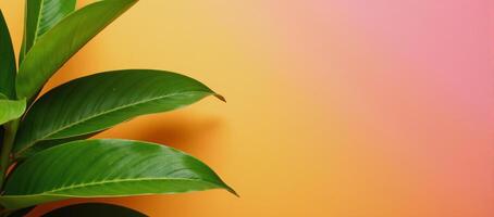 A bright summer scene featuring vibrant tropical foliage against a pinkorangeyellow gradient backdrop photo
