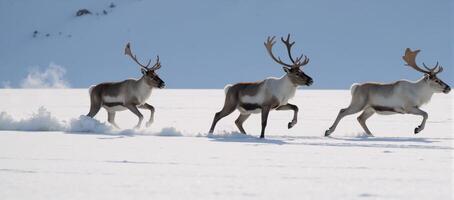Reindeer sledding through winter wonderland photo