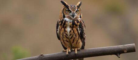 A detailed owl illustration showcases vibrant feather patterns photo