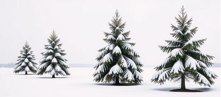 A line of solitary snowy pines stands amidst a tranquil winterscape photo