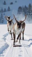 Reindeer sledding through winter wonderland photo