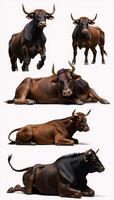 Bulls set against white background photo