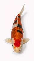 Colorful koi fish presented against a white background photo