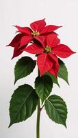 A festive illustration of a detailed AIgenerated Poinsettia with red stars as the symbol of upcoming Winter Holidays and New Year photo