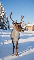 Reindeer without horns in winter farm landscape Finnish Lapland HighDefinition Realism photo