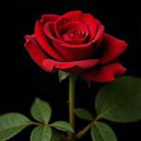 A rosethemed digital illustration featuring detailed petals dewdrops on stems realistic textures high resolution photo