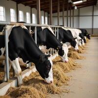 Illustration showcases dairy cows feeding peacefully in a wellmaintained barn highlighting responsible cattle farming photo