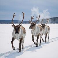 Reindeer sledding through winter wonderland photo