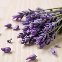 Dried lavender buds framing a light wood surface photo