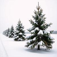 A line of solitary snowy pines stands amidst a tranquil winterscape photo