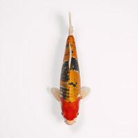 Colorful koi fish presented against a white background photo