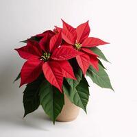A festive illustration of a detailed AIgenerated Poinsettia with red stars as the symbol of upcoming Winter Holidays and New Year photo