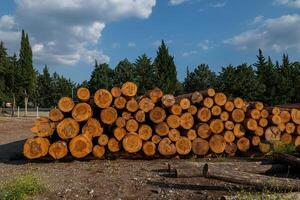 Felled trees stacked in the forest store. photo