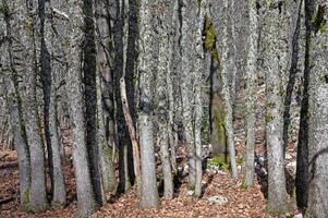Quercus vulcanica is one of the endemic species of Turkey. photo