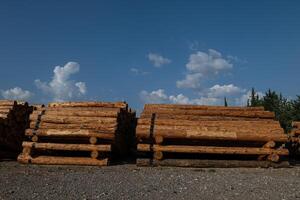 Felled trees stacked in the forest store. photo